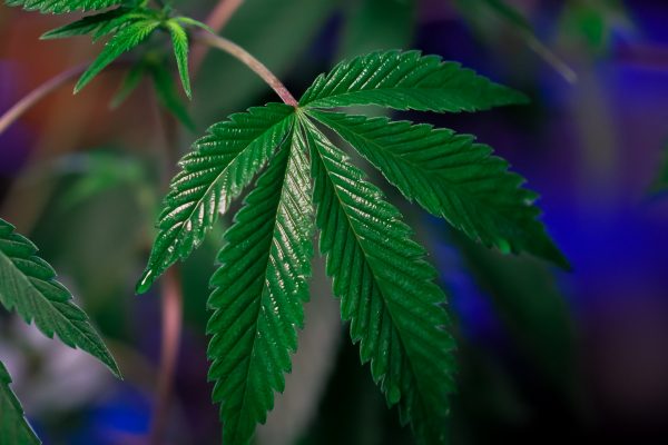 Terpen-Effekte bei Cannabis