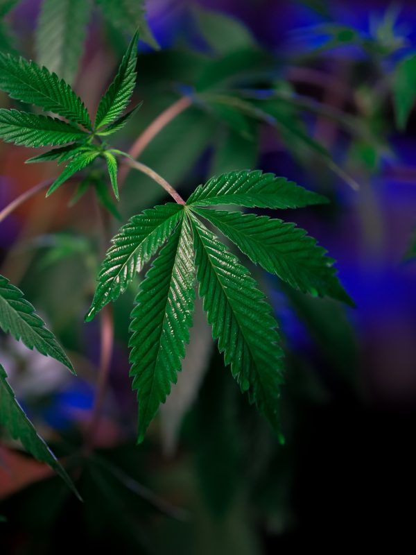 Terpen-Effekte bei Cannabis
