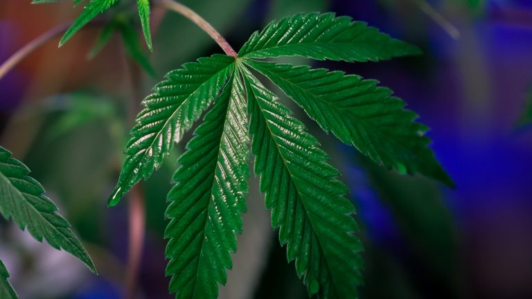 cannabis samen